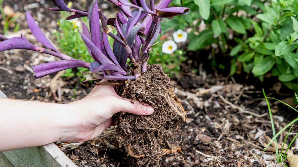 purple heart plant