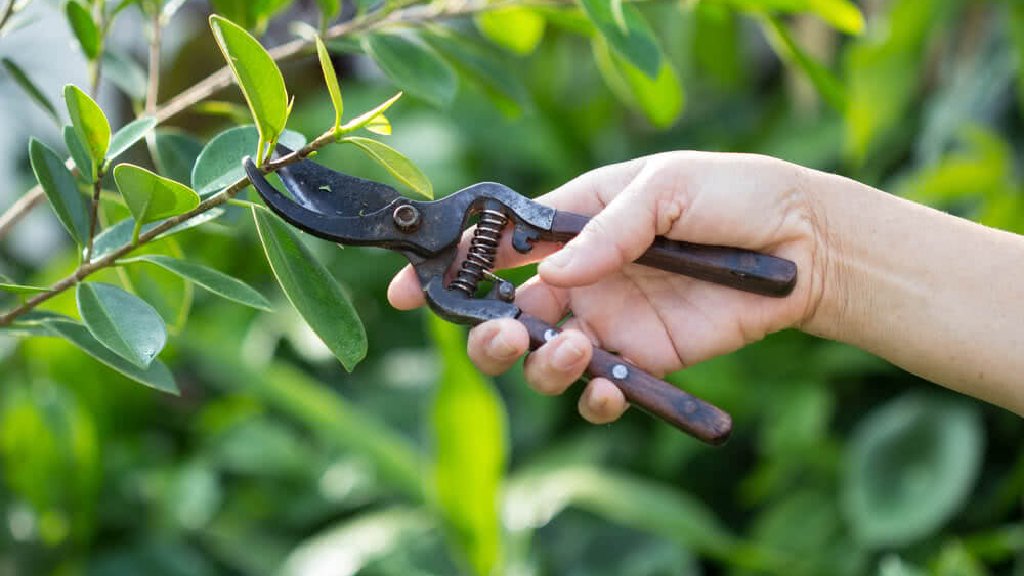 allamanda  blanchetti  plant pruning