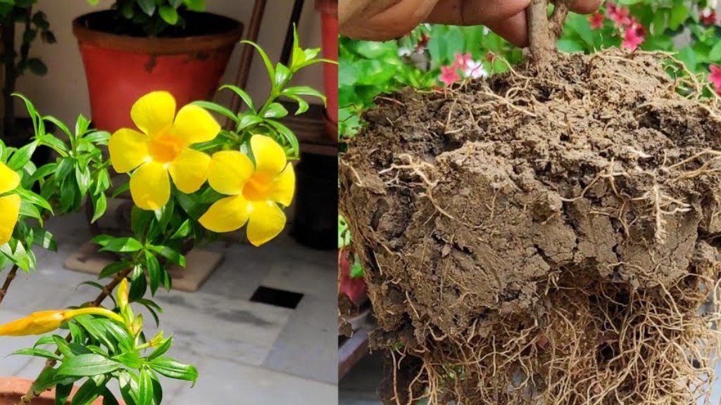 allamanda plant repotting