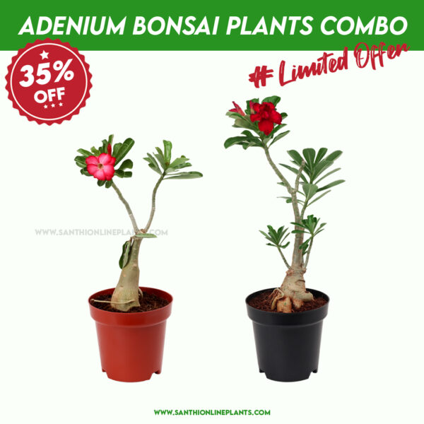 Set Of 2 Bonsai Pot Plants Combo (Any Color)