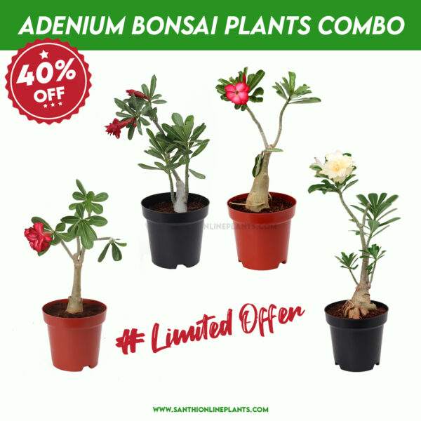 Set Of Adenium Bonsai Plants Combo