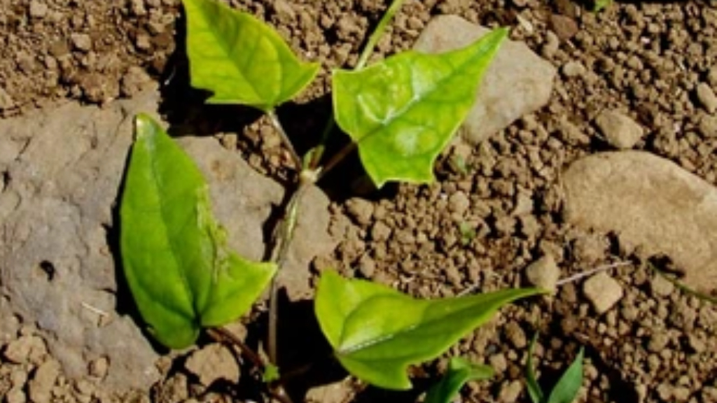 thunbergia grandiflora soil