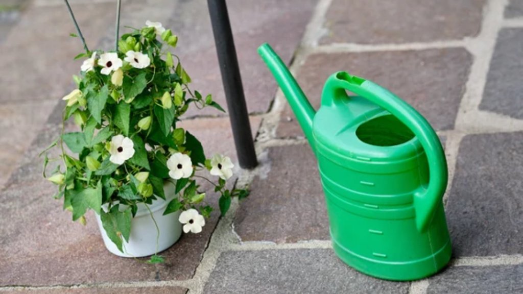 watering for sky flower