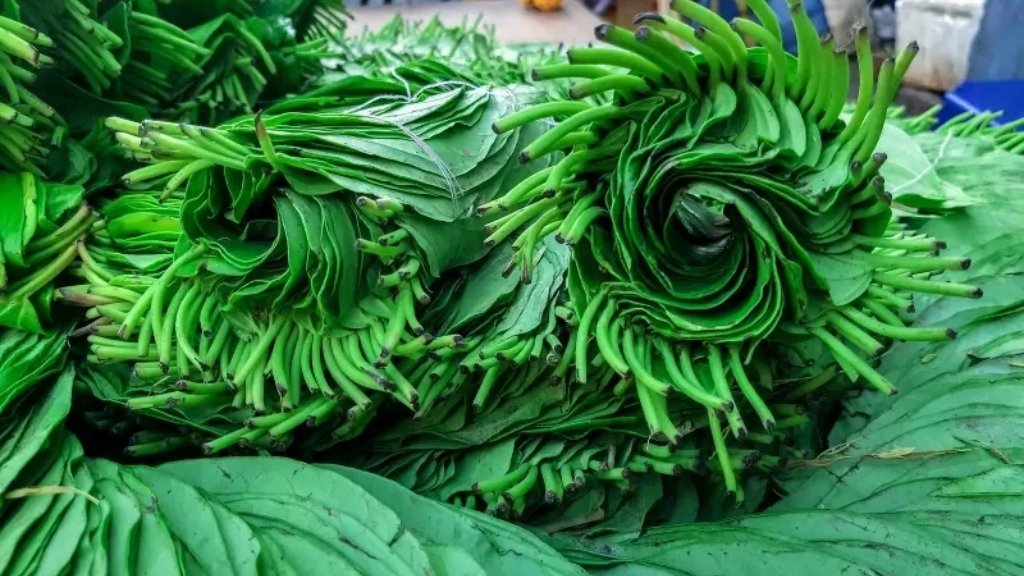 betel leaves yield