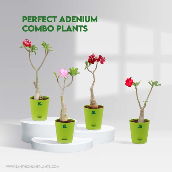 Perfect adenium combo plants