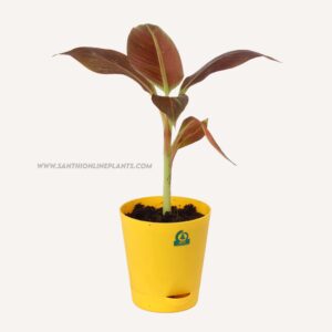 Musa 'Siam Ruby'-Banana Pot Plants
