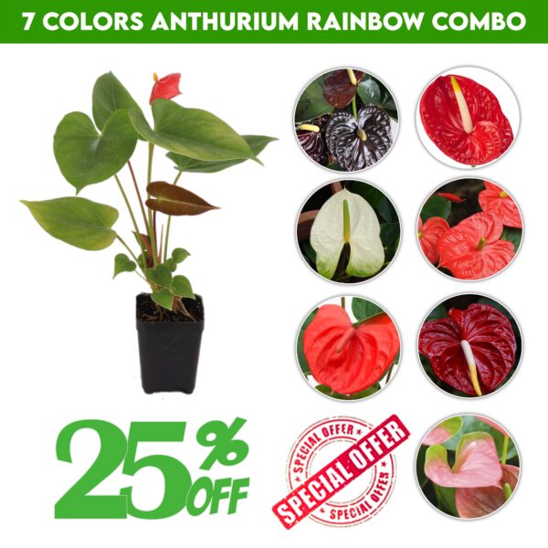 7 Colors Anthurium Rainbow Combo