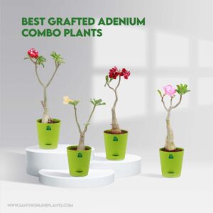 Best Grafted Adenium Combo Plants