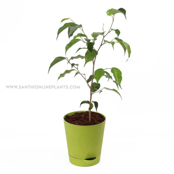 Ficus benjamina-weeping fig pot plant