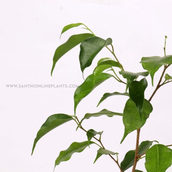 Ficus benjamina-weeping fig pot plant