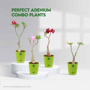 Perfect Adenium combo plant
