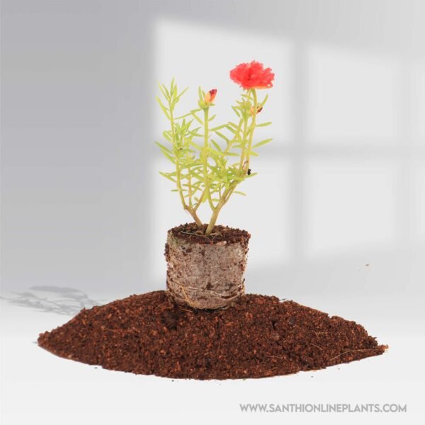 portulaca 9’o clock red