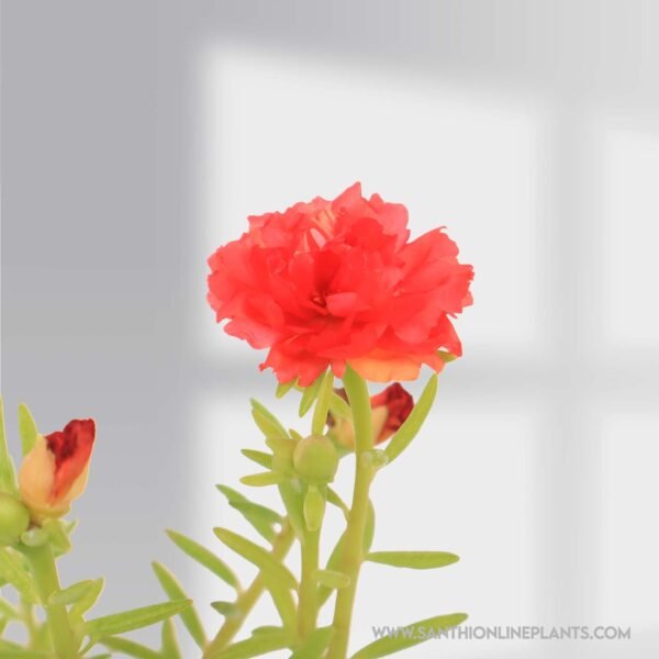portulaca 9’o clock red