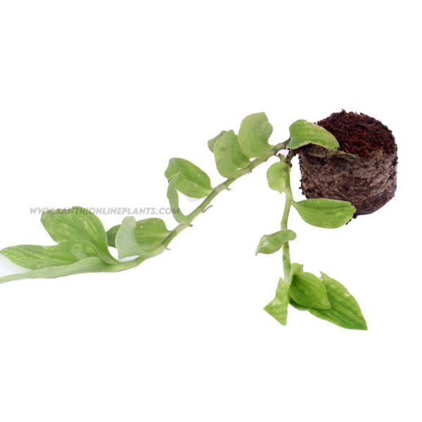 Tradescantia Fluminensis-Green Inch plant
