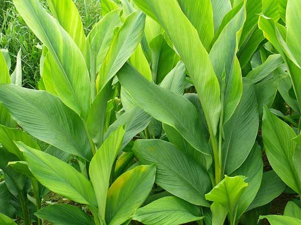 Turmeric-Curcuma Longa Plant