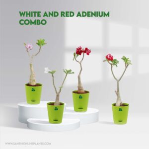 White And Red Adenium Combo