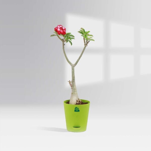 White And Red Adenium Combo