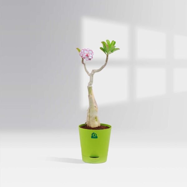 White And Red Adenium Combo