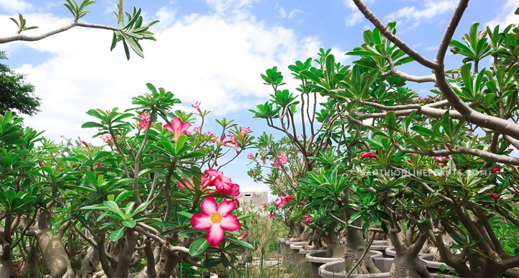 Adenium is grown in drought area.