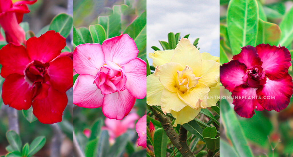 Adenium plant is a beautiful plant