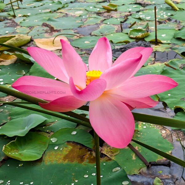 3 Pink Lotus Tuber (Nelumbo nucifera)