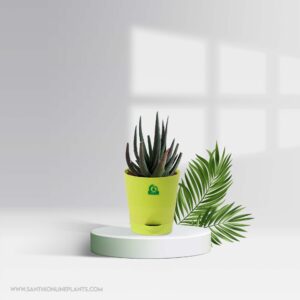 Aloe Vera ‘Black Beauty’ Pot Plant