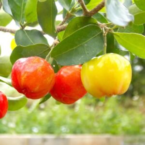 Barbados Cherry Plant