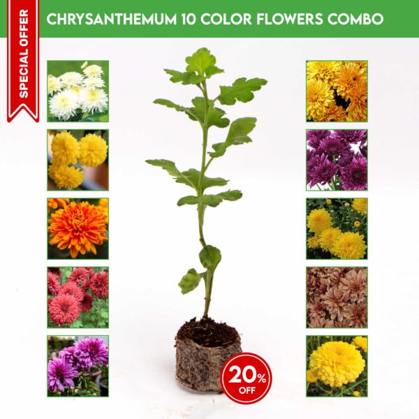 Chrysanthemum 10 Color Flowers Combo