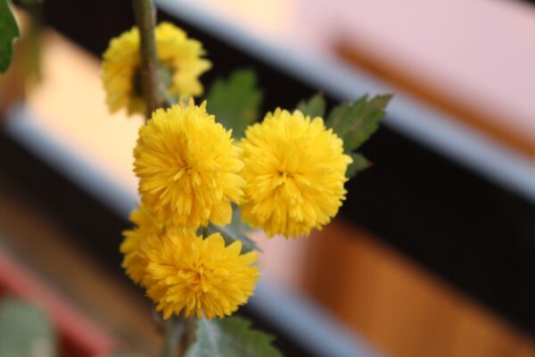 Chrysanthemum Sevanthi-'Chandini Yellow'