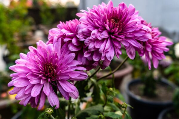 Chrysanthemum Sevanthi-'Purple'