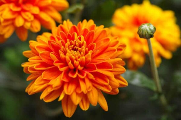 Chrysanthemum Sevanthi-'Ruby Orange'