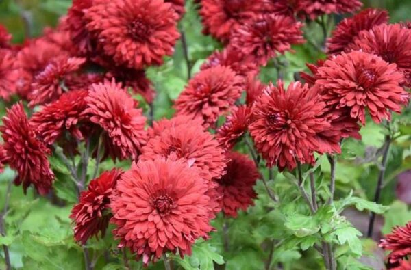 Chrysanthemum Sevanthi-'Ruby Red'