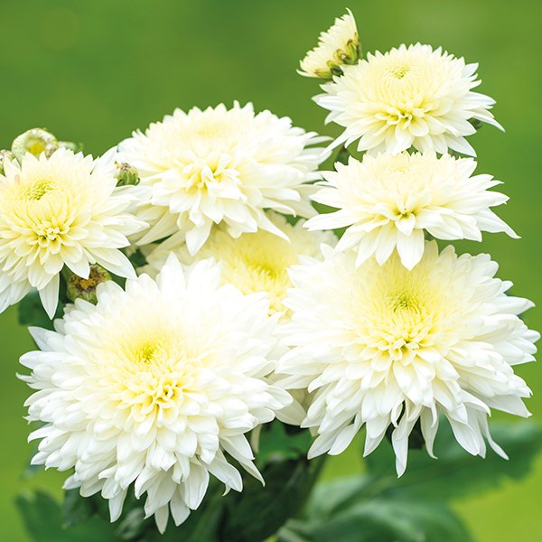 Chrysanthemum Sevanthi-'Scent White'