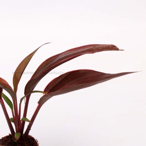 Cordyline terminalis 'Dr.Brown'-Ti Plant