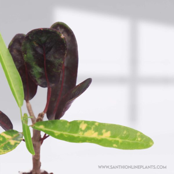 Croton Mammy-Colourful Codiaeum