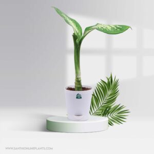 Dieffenbachia Tropic Snow – Pot Plant