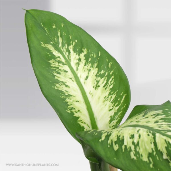 Dieffenbachia Tropic Snow - Pot Plant