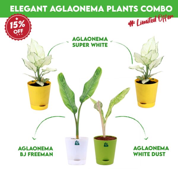 Elegant Aglaonema Plants combo