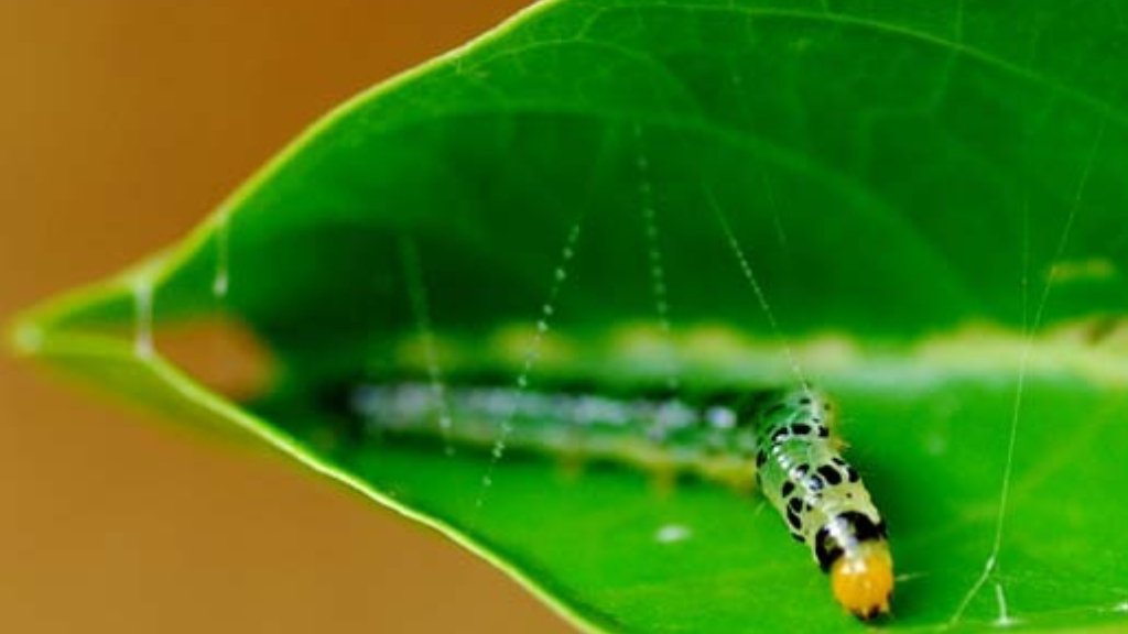 pest of crape jasmine