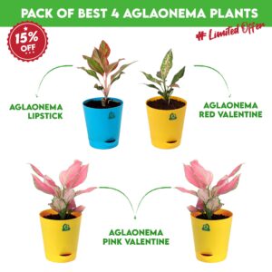 Pack Of Best 4 Aglaonema Plants