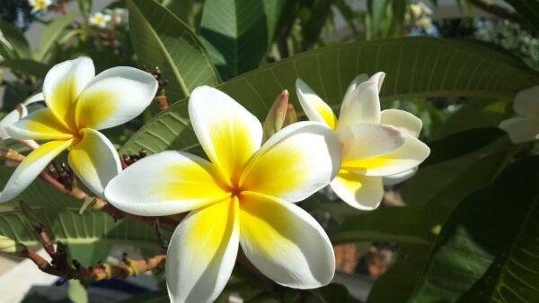 Plumeria Alba-Frangipani Plant