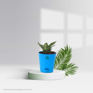 Sansevieria Trifasciata Hahnii – Pot Plant