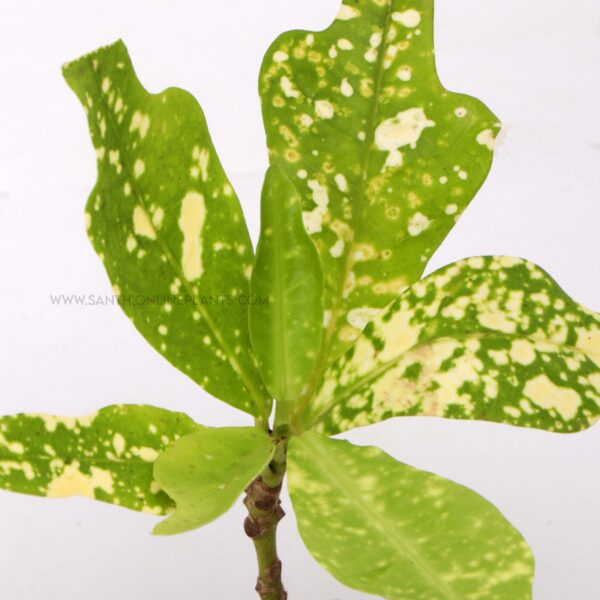 Variegated Duck foot Crotons