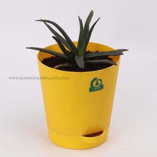 Aloe Vera 'Black Beauty' Pot Plant