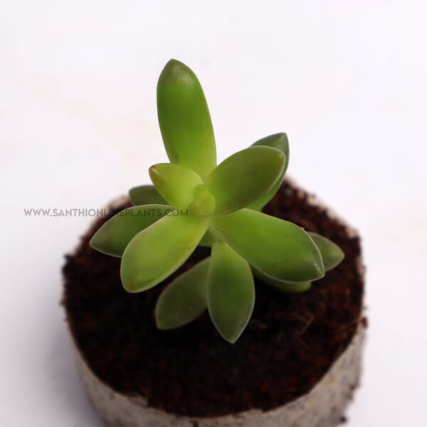Sedum adolphii-Succulent plant