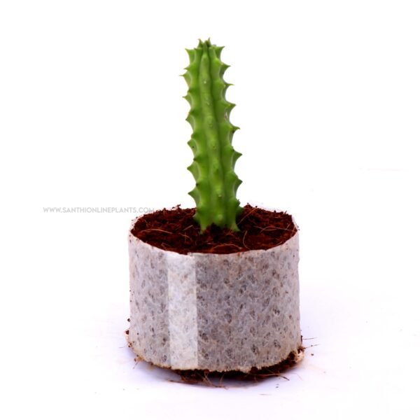 Huernia marocarpa Var. penzigii
