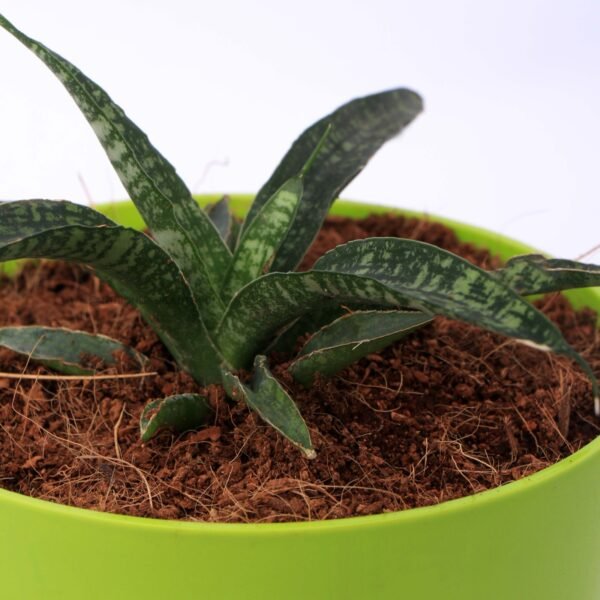 Sansevieria 'Silver Steel'-Snake Plant
