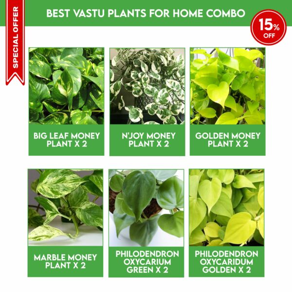 Best Vastu Plants For Home Combo