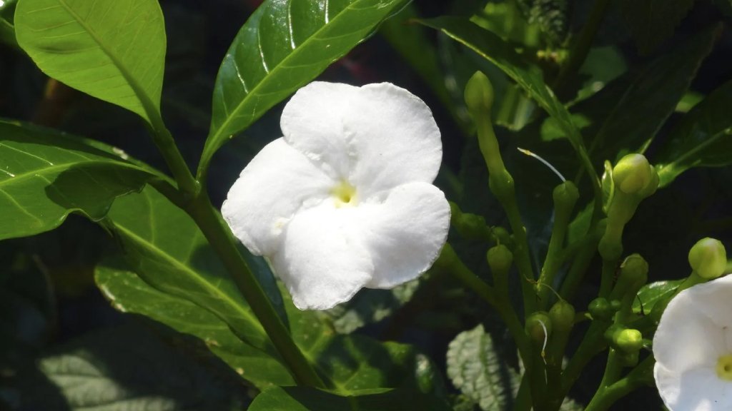 crape jasmine