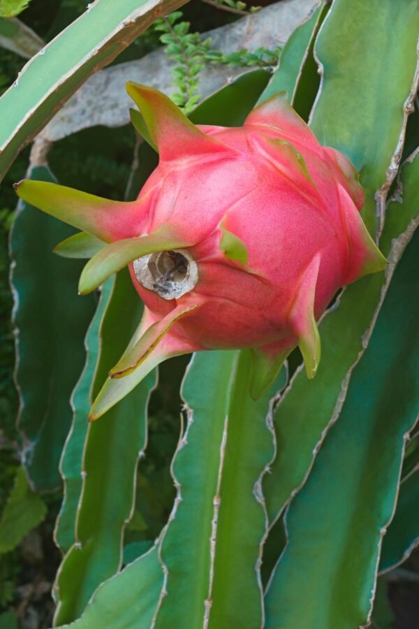 Dragon Fruit Plant